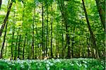 Landscape of a European Beech or Common Beech (Fagus sylvatica) forest in early summer, Bavaria, Germany.