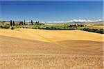 Tuscany Countryside with Wheat Field, in the Summer, Siena Province, Tuscany, Italy