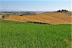 Tuscany Countryside in the Summer, Monteroni d'Arbia, Siena Province, Tuscany, Italy