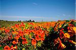 Nasturtium (Tropaeolum majus) blossoms in a field in Franconia, Bavaria, Germany.