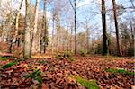 Landscape of a mixed forest in autumn, Bavaria, Germany.