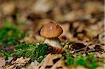 Close-up of Penny Bun (Boletus edulis) on Forest Floor in Autumn, Upper Palatinate, Bavaria, Germany.