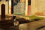 Saadian Tombs, Medina, Marrakesh, Morocco, North Africa, Africa