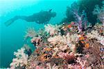 Scunba diver and reef, Southern Thailand, Thailand, Andaman Sea, Indian Ocean, Asia