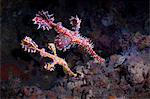 Harlequin Ghost Pipefish, (Solenostomus paradoxus),  Southern Thailand, Andaman Sea, Indian Ocean, Asia