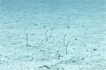 Spotted Garden Eel (Heteroconger hassi), Southern Thailand, Andaman Sea, Indian Ocean, Asia