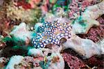 Chromodoris kuniei, a nudibranch, Southern Thailand, Andaman Sea, Indian Ocean, Southeast Asia, Asia