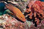 Coral Hind, (cephalopholis), Southern Thailand, Andaman Sea, Indian Ocean, Asia