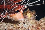 Scorpionfish (white-lined lionfish), (Pterois radiata), Southern Thailand, Andaman Sea, Indian Ocean, Asia