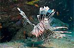 Scorpionfish (common lionfish) (Pterois miles), Southern Thailand, Andaman Sea, Indian Ocean, Asia