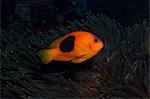 Tomato Anemonefish (Amphiprion ephippium), Southern Thailand, Andaman Sea, Indian Ocean, Southeast Asia, Asia