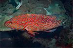 Coral hind (cephalopholis), Southern Thailand, Andaman Sea, Indian Ocean, Southeast Asia, Asia