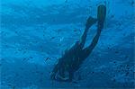 Scuba diver underwater, Southern Thailand, Andaman Sea, Indian Ocean, Southeast Asia, Asia