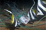 Moorish idol (Zanclus Ccornutus) caught in fishing net, Southern Thailand, Andaman Sea, Indian Ocean, Southeast Asia, Asia