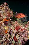 Coral hind (cephalopholis), Southern Thailand, Andaman Sea, Indian Ocean, Southeast Asia, Asia