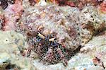 Hairy hermit crab (Aniculus elegans), Southern Thailand, Andaman Sea, Indian Ocean, Southeast Asia, Asia