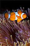 Western clown anemonefish (Amphiprion ocellaris) and sea anemone (Heteractis magnifica), Southern Thailand, Andaman Sea, Indian Ocean, Southeast Asia, Asia