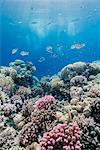 Hard coral and tropical reef scene, Ras Mohammed National Park, off Sharm el Sheikh, Sinai, Egypt, Red Sea, North Africa, Africa