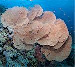 Close-up of giant sea fan coral (Gorgonian fan coral) (Annella mollis), Ras Mohammed National Park, off Sharm el Sheikh, Sinai, Egypt, Red Sea, Egypt, North Africa, Africa