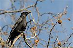 Carrion crow (Corvus corone) perched on branch of London plane tree (Platanus x hispanica), Regents Park, London, England, United Kingdom, Europe