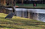 Grey heron (Ardea cinerea) walking on lawn near boating lake as people walk past in the background, Regent's Park, London, England, United Kingdom, Europe