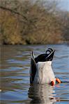 Mallard drake (Anas platyrhynchos) upended dabbling for food in lake, Wiltshire, England, United Kingdom, Europe