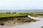 Sheep (Ovis aries) and Welsh ponies (Equus caballus) on Llanrhidian saltmarshes as the tide rises, The Gower Peninsula, Wales, United Kingdom, Europe