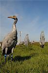Reintroduced young common cranes (Eurasian cranes) (Grus grus) feeding near an adult crane model and surrogate parents, Somerset Levels, Somerset, England, United Kingdom, Europe