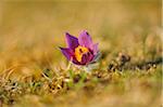 Bloom of a Pulsatilla (Pulsatilla vulgaris) in the grassland in early spring of Upper Palatinate, Bavaria, Germany