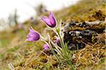 Blooms of a Pulsatilla (Pulsatilla vulgaris) in the grassland in early spring of Upper Palatinate, Bavaria, Germany