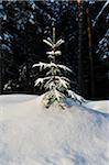 Landscape of Norway Spruce (Picea abies) at a snowy day in winter, Upper Palatinate, Bavaria, Germany.