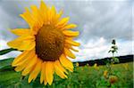 Blossom of a sunflower (Helianthus annuus), Bavaria, Germany.