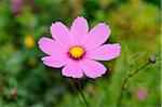 Close-up of a garden cosmos or Mexican aster (Cosmos bipinnatus), flower in a garden in summer, Upper Palatinate, Bavaria, Germany