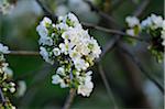 Close-up of cherry (Prunus avium) blossoms in a garden in spring, Bavaria, Germany