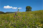 Close up of purple flower in rural field