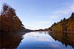 Trees reflected in still rural lake