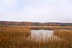 Tall grass growing by still rural lake