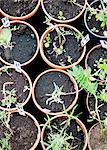 Potted plants in nursery