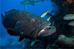 Tiger grouper amid other fish