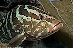 Curious Nassau grouper