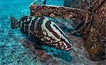 Nassau grouper on shipwreck