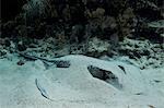 Southern stingray hides in sand