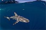 Caribbean reef shark