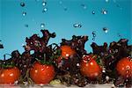 Lettuce and tomatoes splashing in water