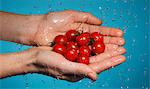 Handful of tomatoes under shower