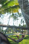 Man in hammock under palm trees