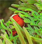 Clownfish swimming in sea anemone