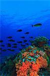School of fish swimming by coral reef