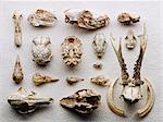 Dried boned arranged on paper