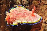 Close up of nudibranch on coral reef